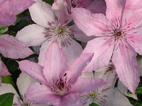Clematis 'Hagley Hybrid'-0