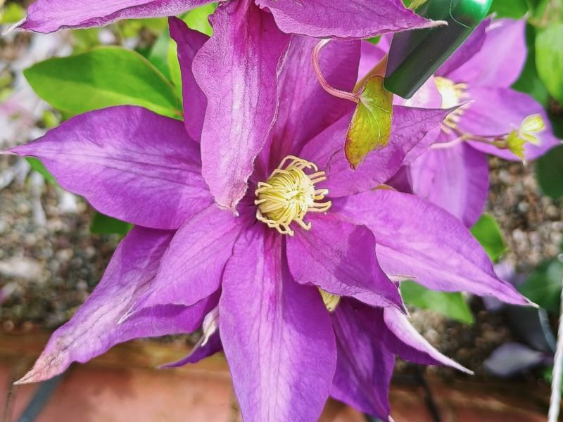 Clematis 'Haku-okan'-0