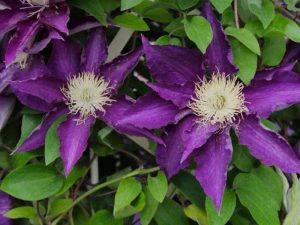 Clematis 'Haku-okan'-0