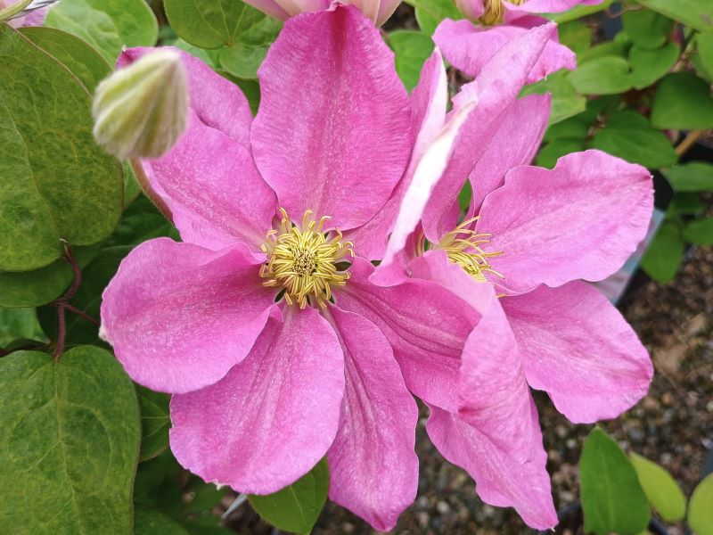 Clematis 'Hanaguruma'-0