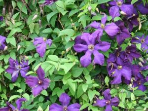 Clematis x jackmanii 'Jackmanii'-0