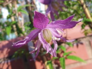 Clematis macropetala 'Jan Lindmark'-0
