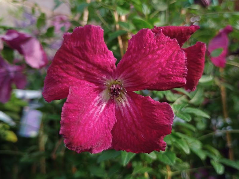 Clematis viticella 'Kermesina'-0
