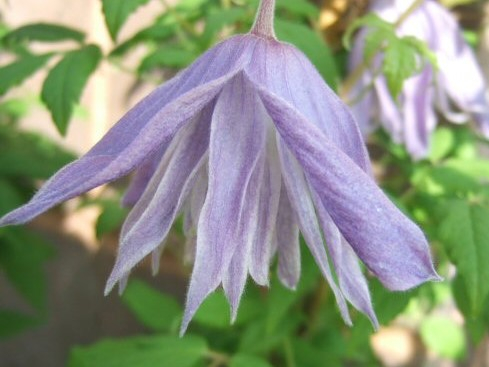 Clematis macropetala 'Wesselton'-23734