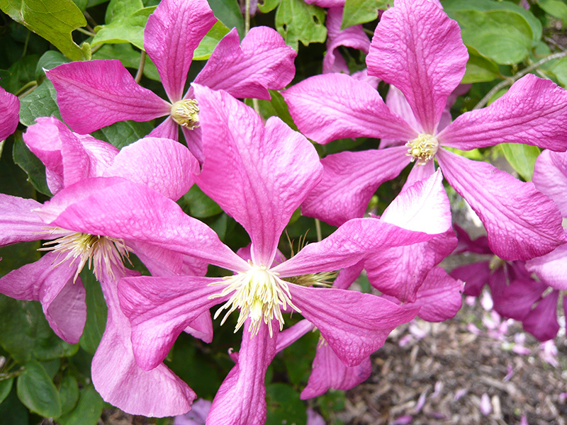 Clematis viticella 'Margot Koster'-24242
