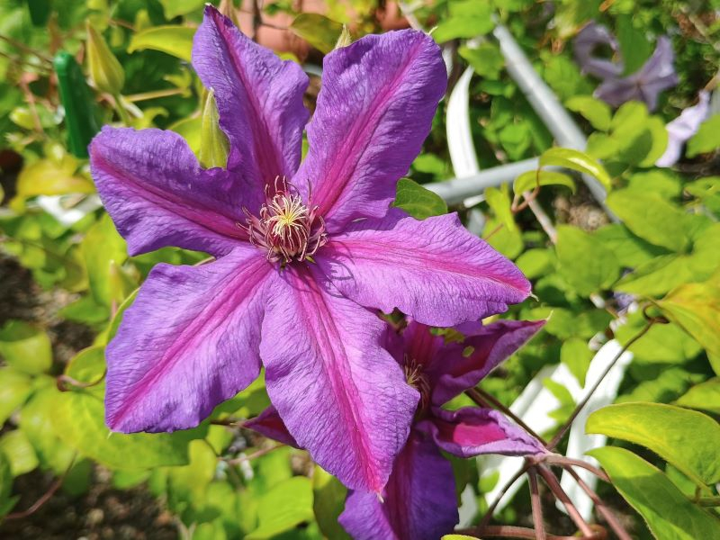 Clematis 'Mrs N. Thompson'-24403