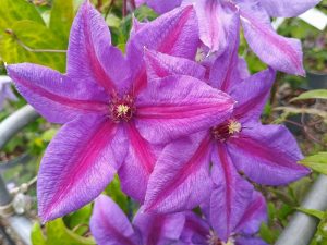 Clematis 'Mrs N. Thompson'-0