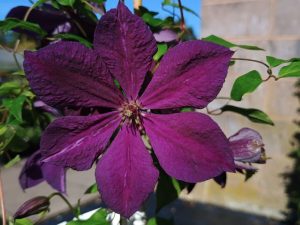 Clematis 'Negritianka'-0