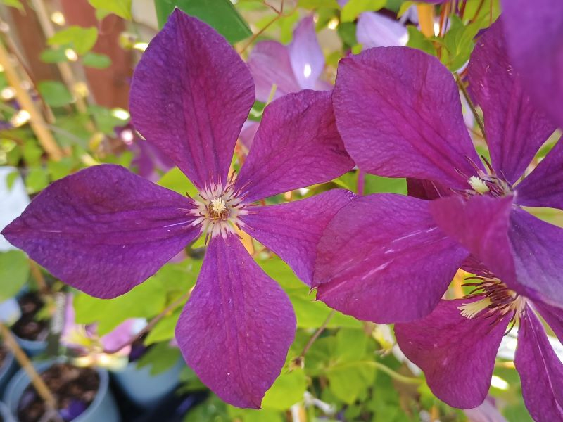 Clematis 'Negritianka'-24762