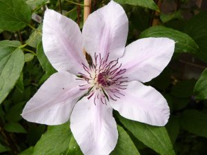 Clematis 'Nelly Moser'-0
