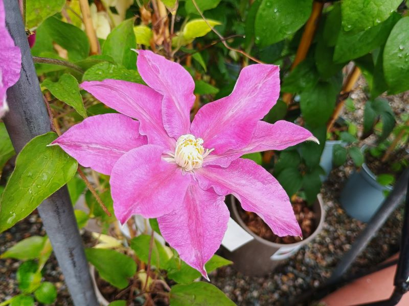 Clematis 'Red Pearl'-24230