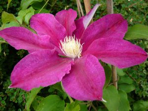 Clematis 'Red Pearl'-0
