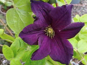 Clematis 'Romantika'-0