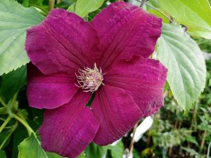 Clematis 'Rouge Cardinal'-0