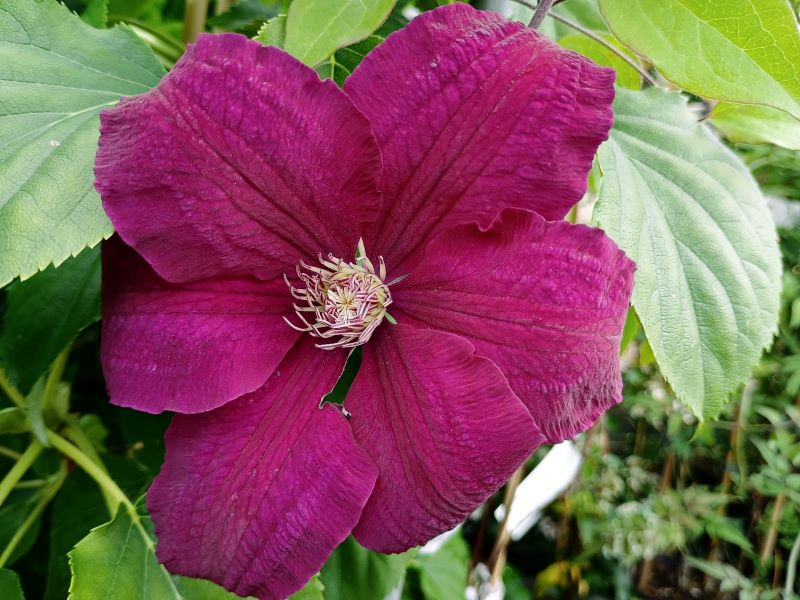 Clematis 'Rouge Cardinal'-0
