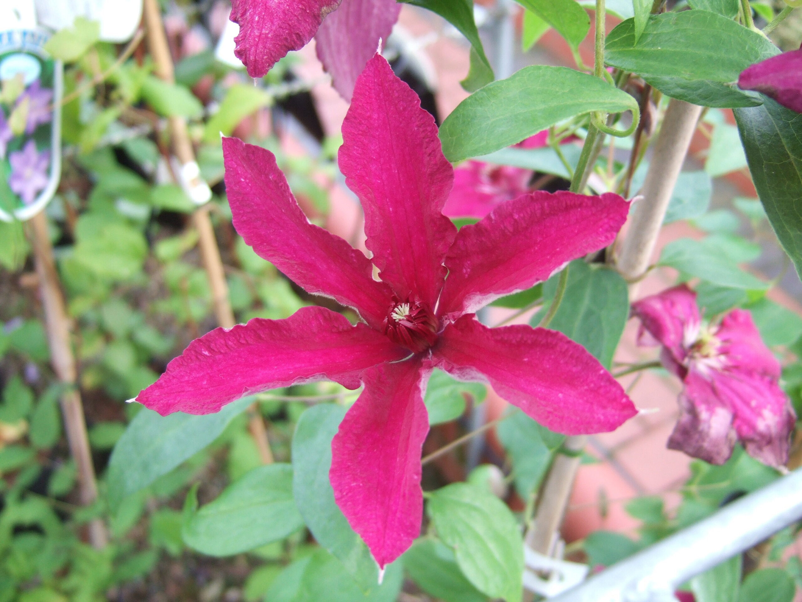 Clematis 'Ruutel'-23736