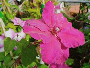 Clematis 'Ruutel'-0