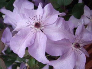 Clematis 'Shimmer' (Evipo028)-0