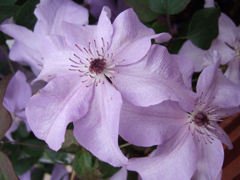 Clematis 'Shimmer' (Evipo028)-0