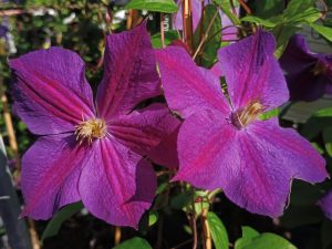 Clematis 'Star of India'-0