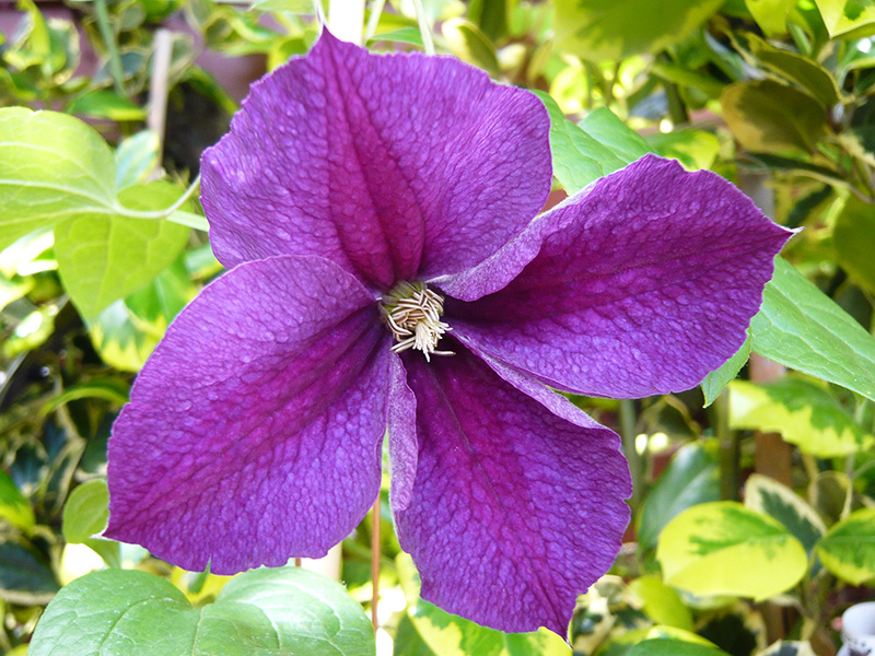 Clematis 'Star of India'-0