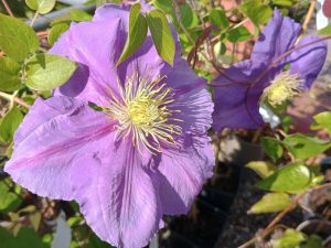 Clematis 'The Duchess of Cornwall' (Evipo11)-0