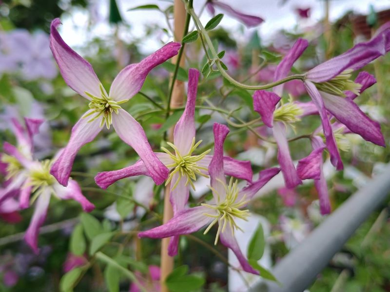 Clematis × triternata 'Rubromarginata'-0