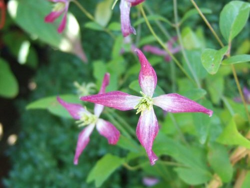 Clematis × triternata 'Rubromarginata'-0