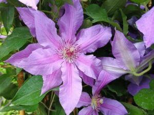 Clematis 'Tumanini' (Evigsy151)-0