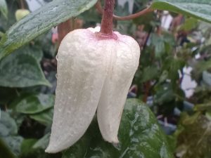 Clematis urophylla 'Winter Beauty'-0