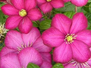 Clematis 'Ville de Lyon'-0