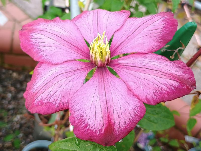 Clematis 'Ville de Lyon'-24210