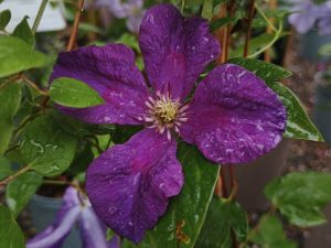 Clematis 'Polish Spirit'-0