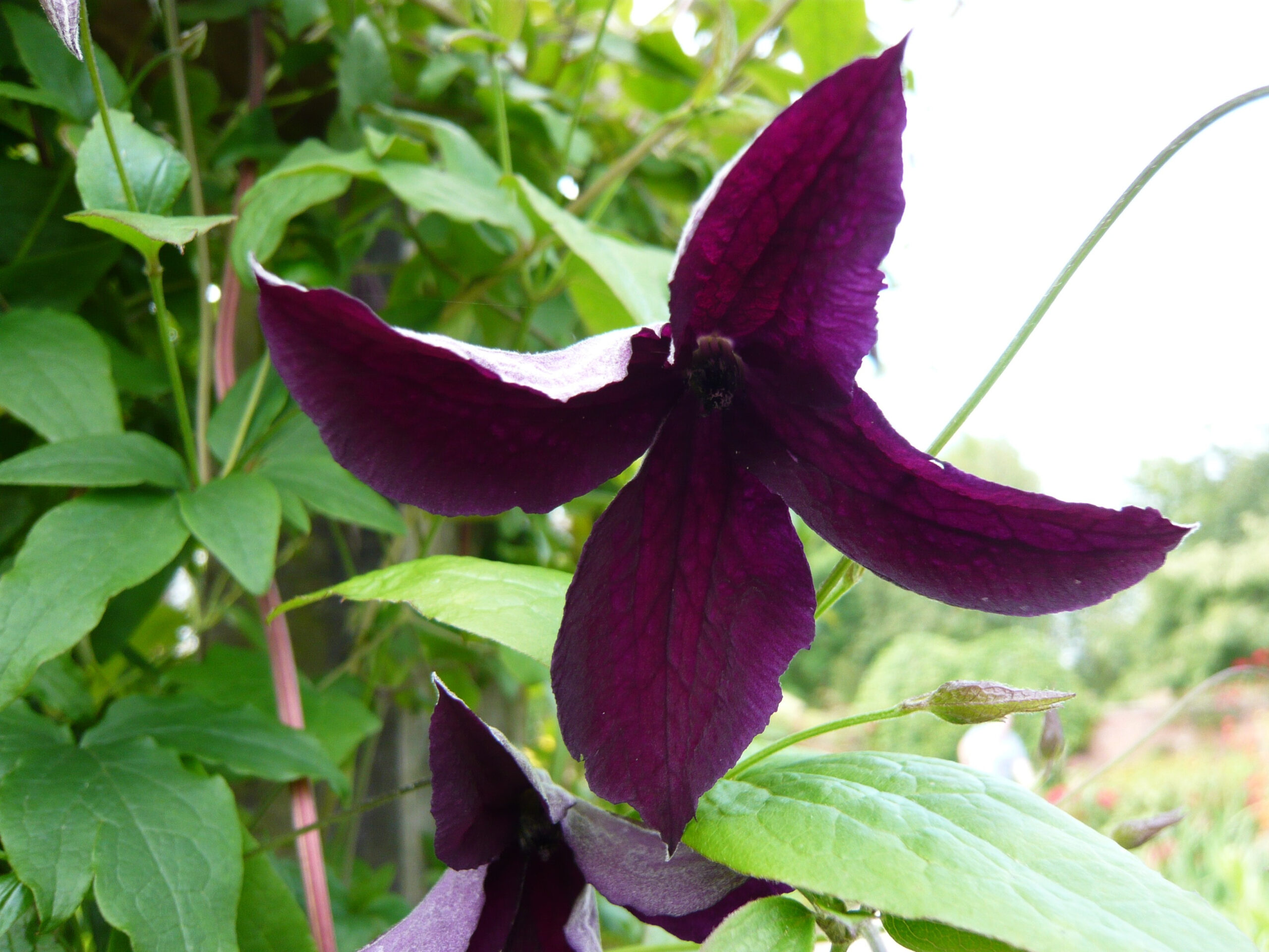 Clematis viticella 'Black Prince'-0