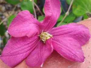 Clematis viticella 'Margot Koster'-0