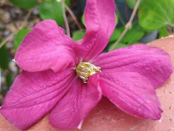 Clematis viticella 'Margot Koster'-0