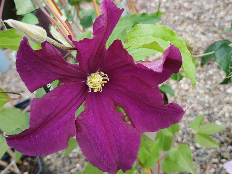 Clematis 'Warsawska Nike'-0