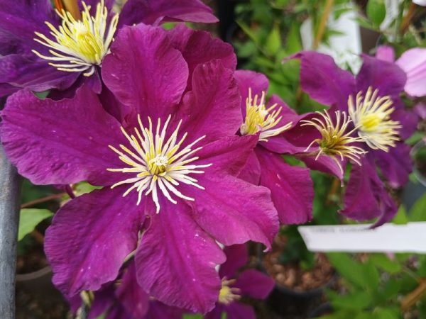 Clematis 'Warsawska Nike'-0