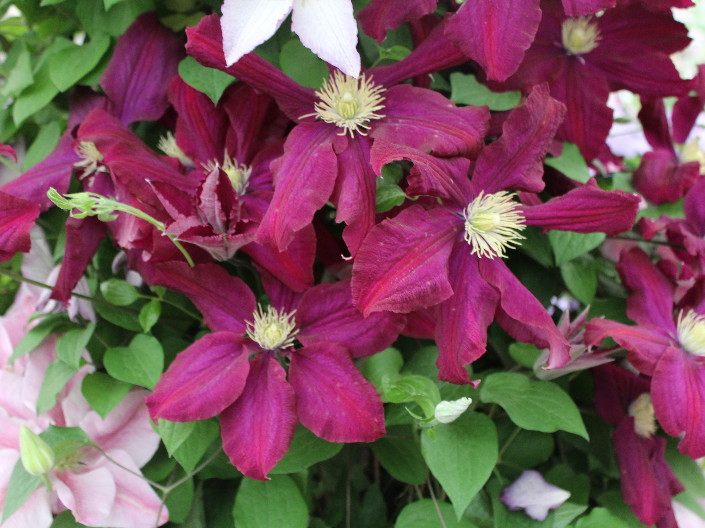 Clematis 'Warsawska Nike'-23729