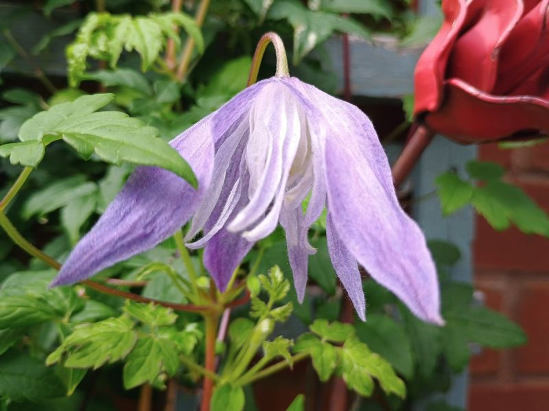 Clematis macropetala 'Wesselton'-0