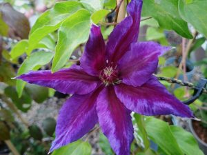 Clematis 'Wildfire'-0