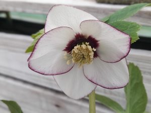 Helleborus x hybridus (Ashwood Garden Hybrids) Single white picotee dark nectaries and red flush-0