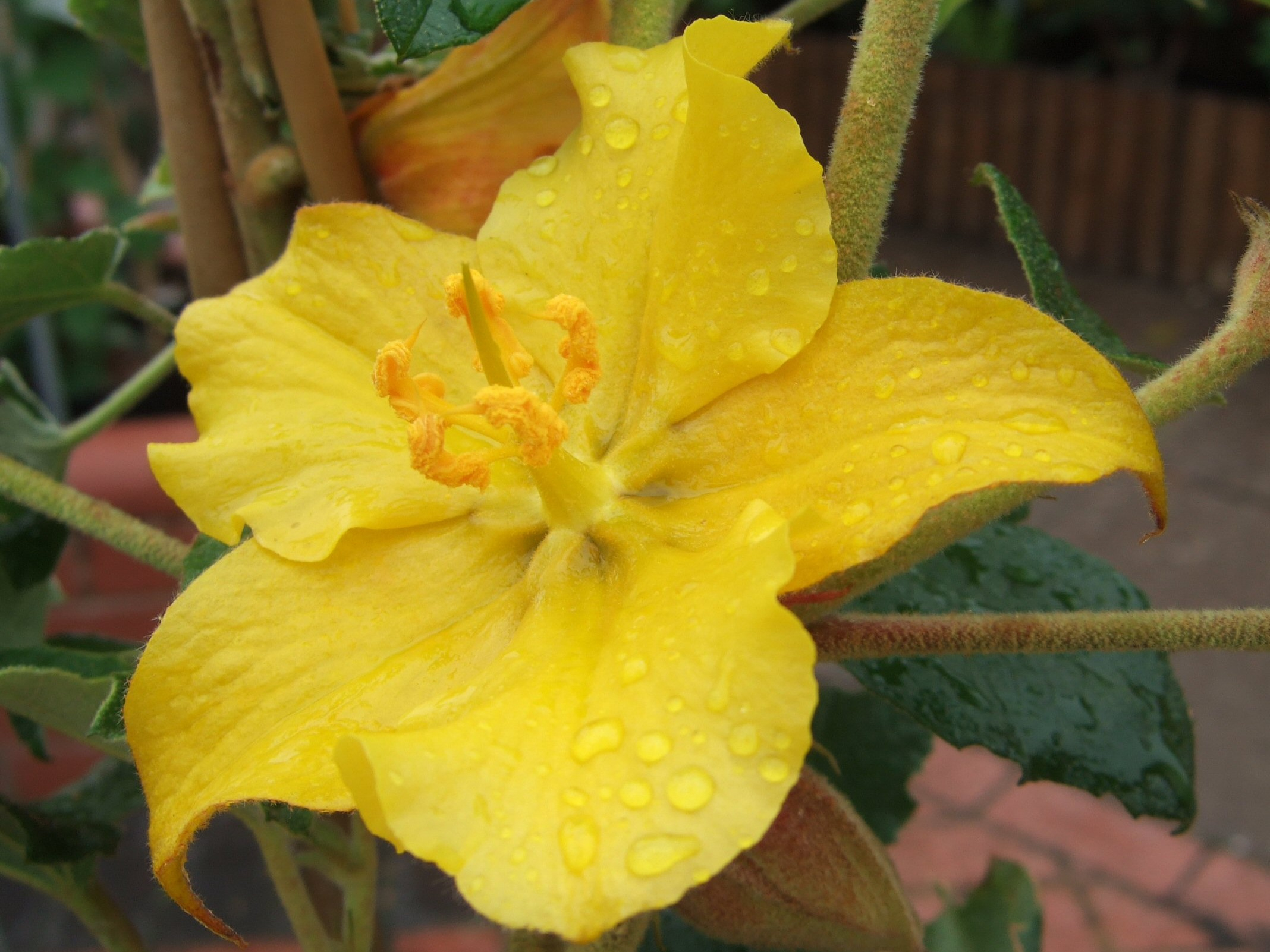 Fremontodendron 'California Glory'-0