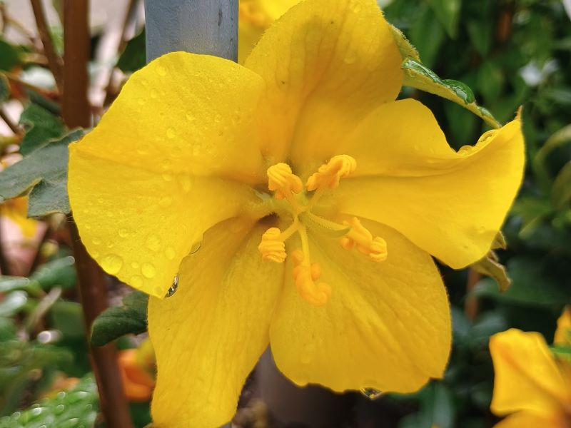 Fremontodendron 'California Glory'-0