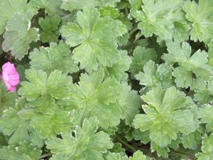 Geranium 'Joy'-0