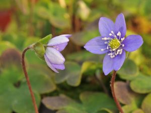 Hepatica nobilis 'Holly Blue'-0