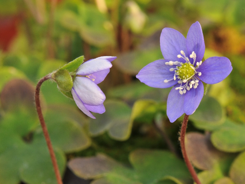 Hepatica nobilis 'Holly Blue'-0