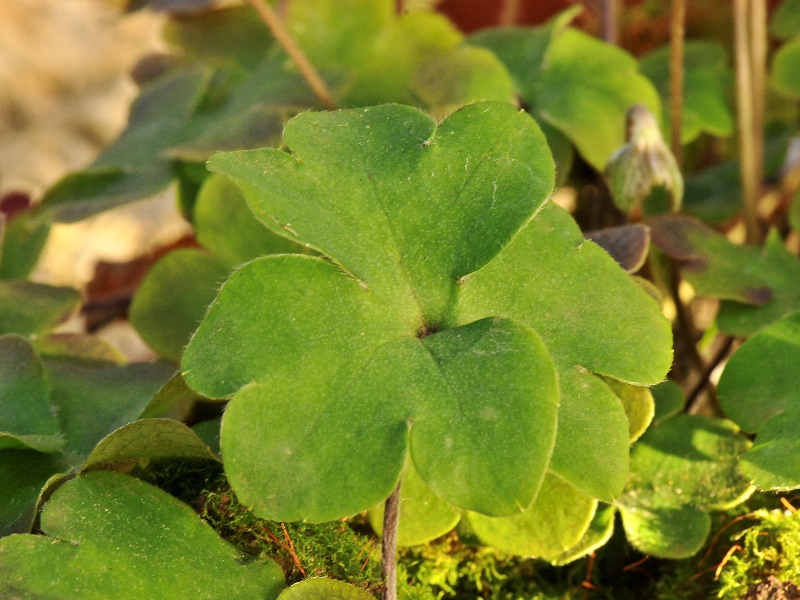 Hepatica nobilis 'Holly Blue'-23715