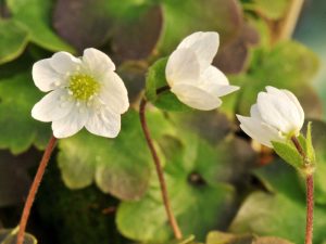 Hepatica nobilis 'Wood White'-0