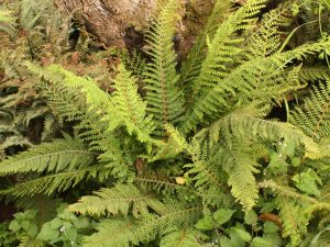 Polystichum setiferum 'Herrenhausen' (Soft Shield Fern)-0